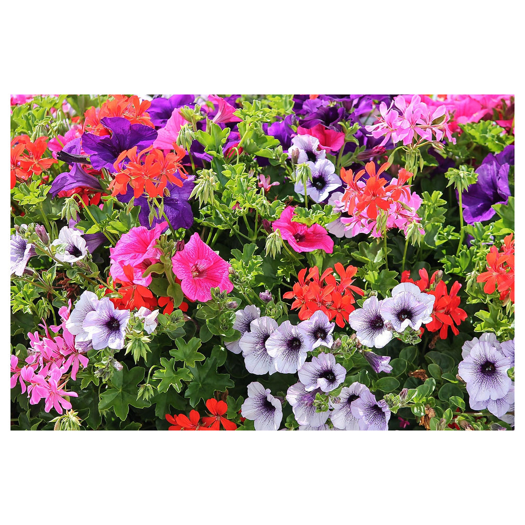 Petunia Flower Multi Color Fresh Planting Colorful Garden Blooms Flower Seeds Home Garden | Neera Seeds product photo [neera-v4-f6e4593e374b3a9df5ea]