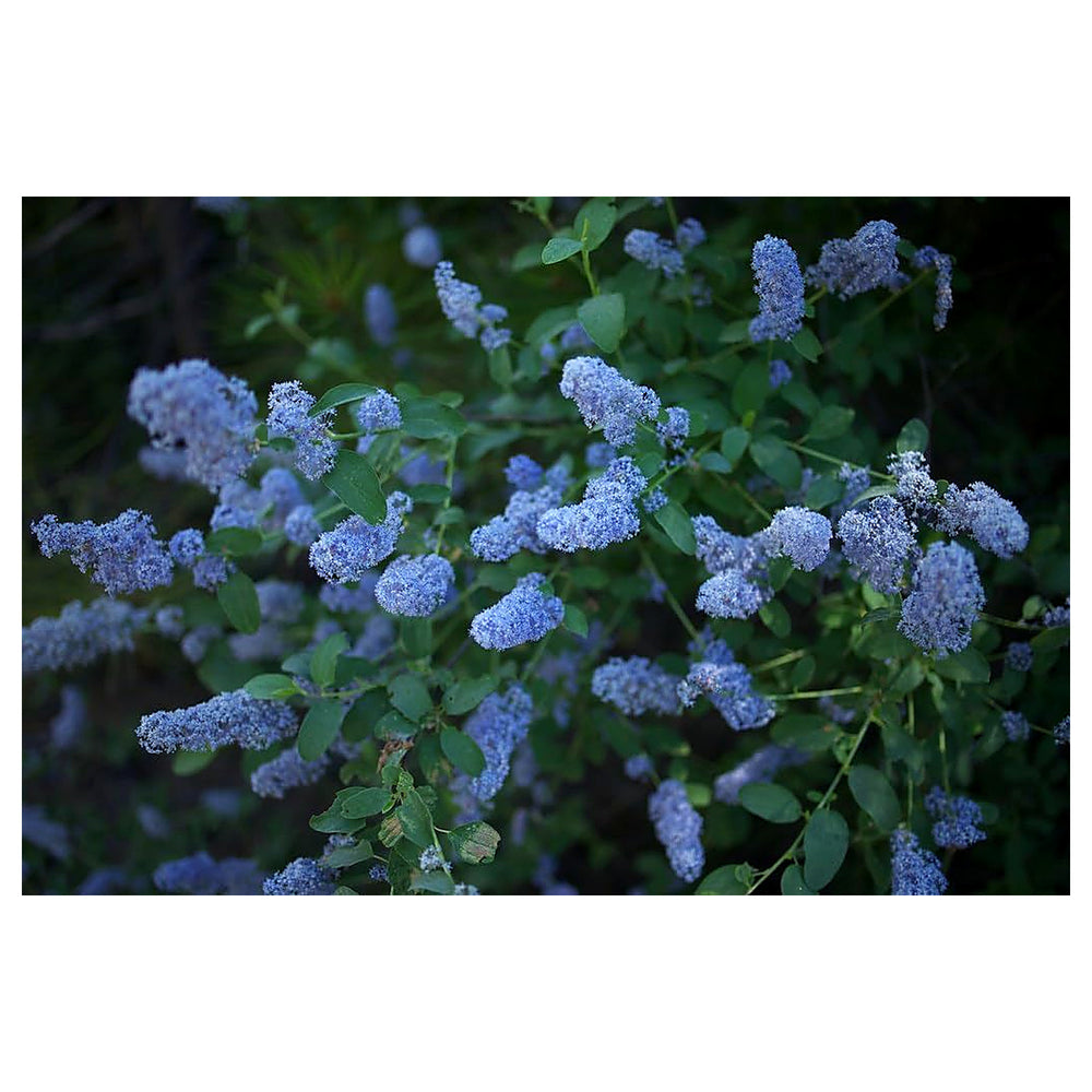 Integerrimus Flower Seeds for Planting, NON GMO Seeds | Neera Seeds product photo [neera-v4-f6edc2bb6e24b94c831a]