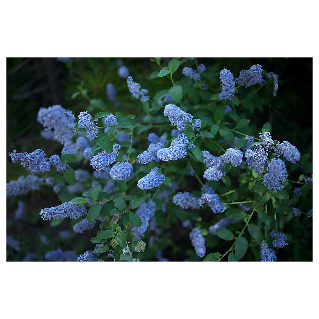 Integerrimus Flower Seeds for Planting, NON GMO Seeds | Neera Seeds product photo [neera-v4-f6edc2bb6e24b94c831a]