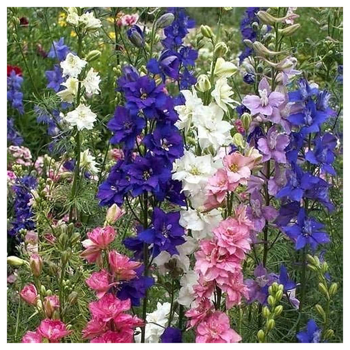 Delphinium Organic Imperial Giant Large Cut Flower Flower Seeds Home Garden Planting, Blooming | Neera Seeds product photo [neera-v4-f6f46ff7ca61924722c5]
