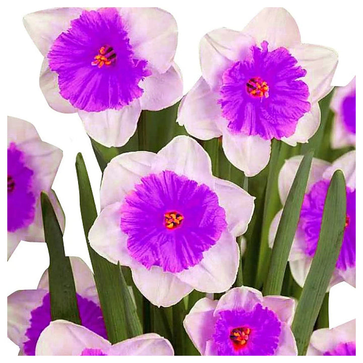 Nema Double Petals Narcissus Flower Seeds for Planting – Heirloom, Non-GMO, High Germination Organic Garden Seeds | Neera Seeds product photo [neera-v4-f6f6fc1a2edecf068847]