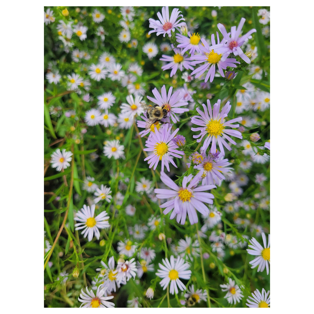 Heirloom Climbing Aster Flower Seeds for Planting - Non-GMO, High Germination Organic Perennial Garden Seeds | Neera Seeds product photo [neera-v4-f701379134f63d6132b0]