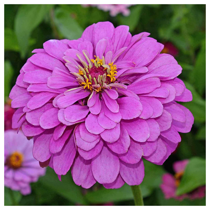 Lavender Zinnia Flower Seeds for Planting – Non-GMO, Heirloom, Vibrant Garden Blooms | Neera Seeds product photo [neera-v4-f7018bdbcd7e57807e49]