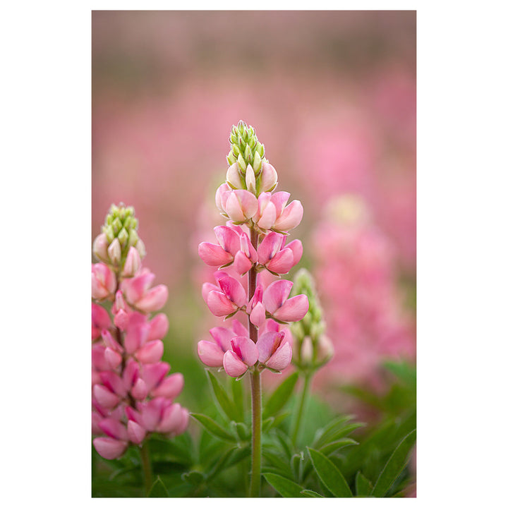 The Chatelaine Pink Lupine Flower Seeds for Planting – Heirloom, Non-GMO, High Germination Garden Seeds | Neera Seeds product photo [neera-v4-f70190037d22e139ffc7]