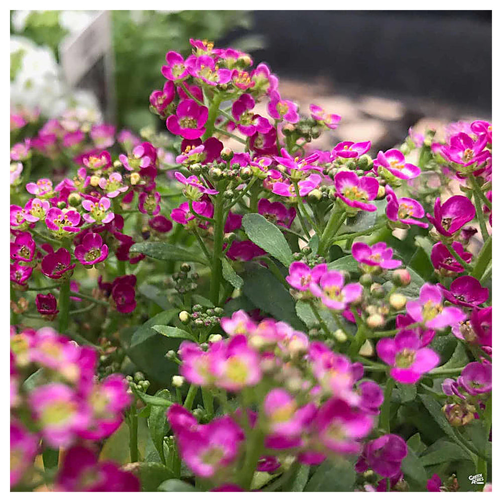 Heirloom Non-GMO Alyssum Ground Cover Flower Seeds for Planting – Fragrant Blooms for Borders & Landscapes | Neera Seeds product photo [neera-v4-f7050a3488dbf72aaf8a]