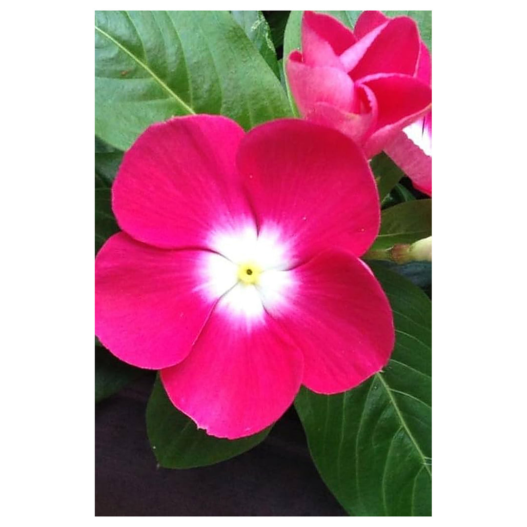 Dark Pink Vinca Flower Seeds – Heirloom Non-GMO High Germination Organic Garden Seeds for Planting | Neera Seeds product photo [neera-v4-f718be5c14d0d33ee2f0]