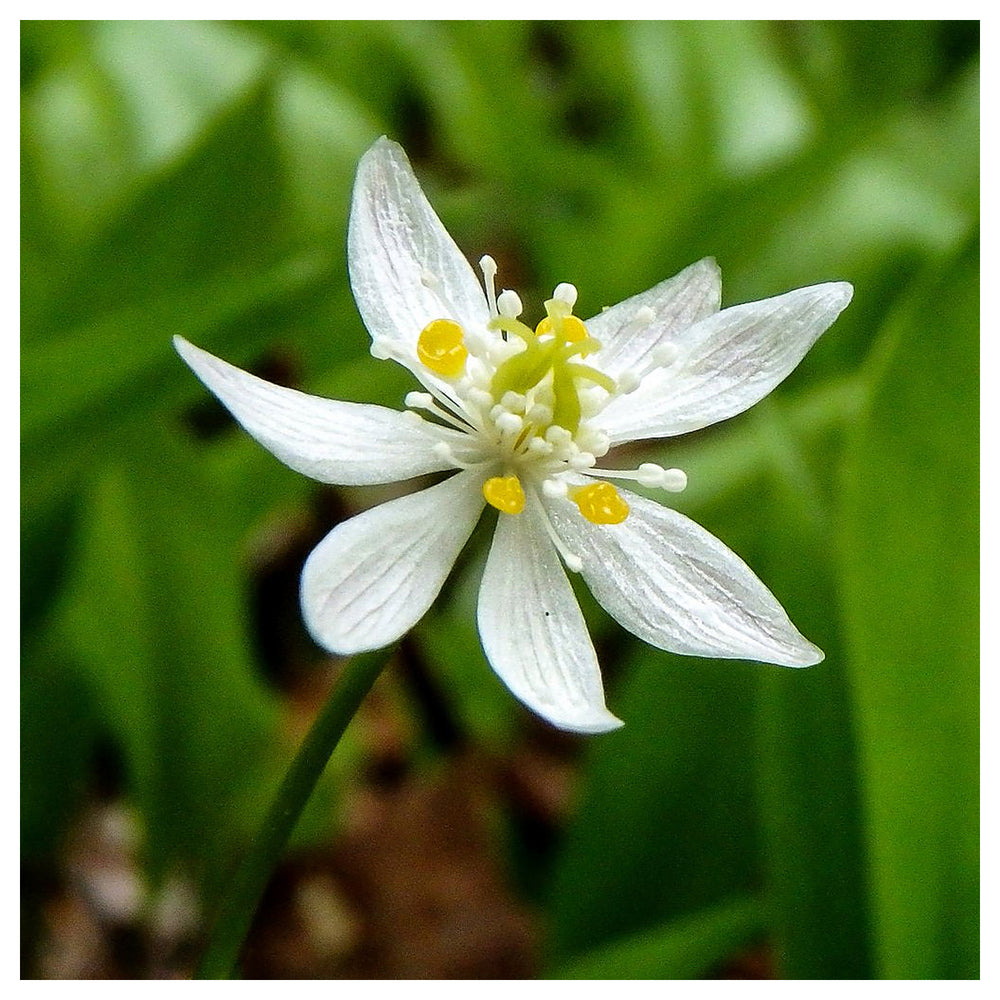Heirloom Non-GMO Goldthread Flower Seeds for Planting – Bright Yellow Wildflower Seeds | High Germination | Neera Seeds product photo [neera-v4-f7203ca6f3faa835dc72]