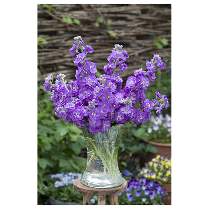 Heirloom Non-GMO Lavender Matthiola Incana Flower Seeds – High Germination Fragrant Spring Blooms for Planting | Neera Seeds product photo [neera-v4-f737f59501dcd43bc694]