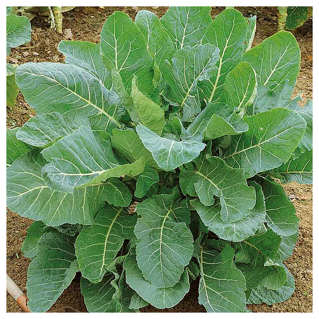Green Collard Greens Plant Seeds for Planting – Heirloom, Non-GMO Seeds for Healthy Garden Harvests | Neera Seeds product photo [neera-v4-f73b5bd2b80c778af38c]
