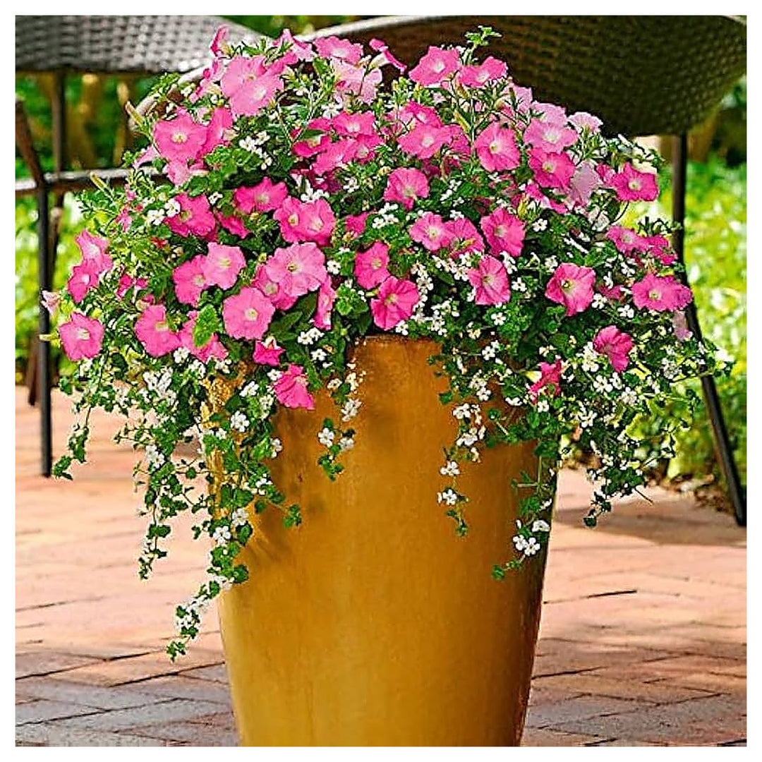 Pink Petunia Mixed Double Petals Fresh Planting Flower Seeds Home Garden Planting, Colorful | Neera Seeds product photo [neera-v4-f74234ed7710bc9a7628]