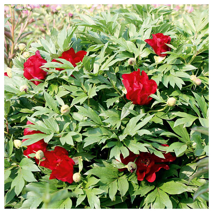 Heirloom Non-GMO Paeonia Red Tenufolia Flower Seeds – Fragrant Early-Blooming Peonies for Planting | High Germinati | Neera Seeds product photo [neera-v4-f7473dcbac66cce5c82e]