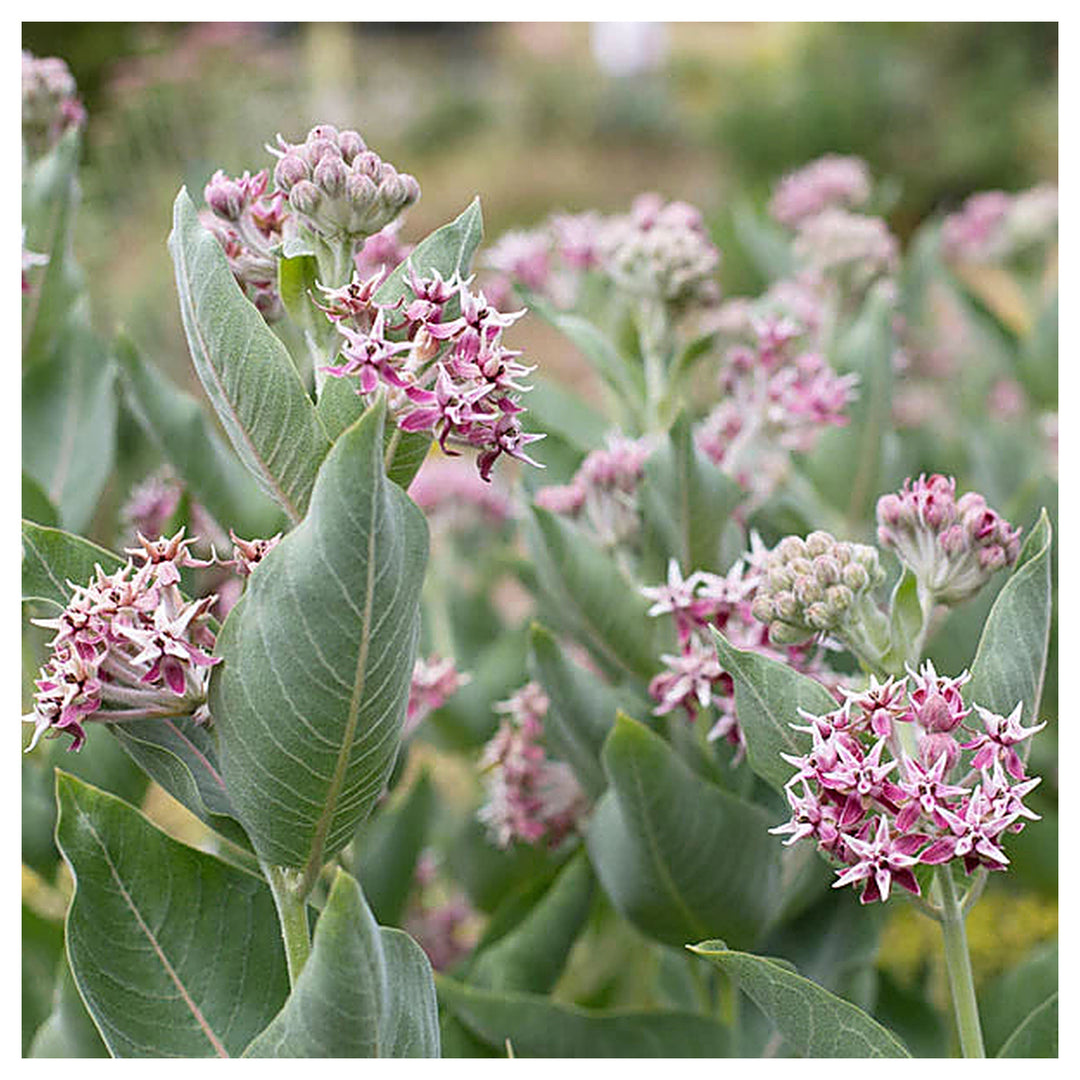 Heirloom Non-GMO Asclepias Speciosa Flower Seeds for Planting – Fragrant Pollinator-Friendly Garden Blooms | Neera Seeds product photo [neera-v4-f74e6f63d3d049d3556a]