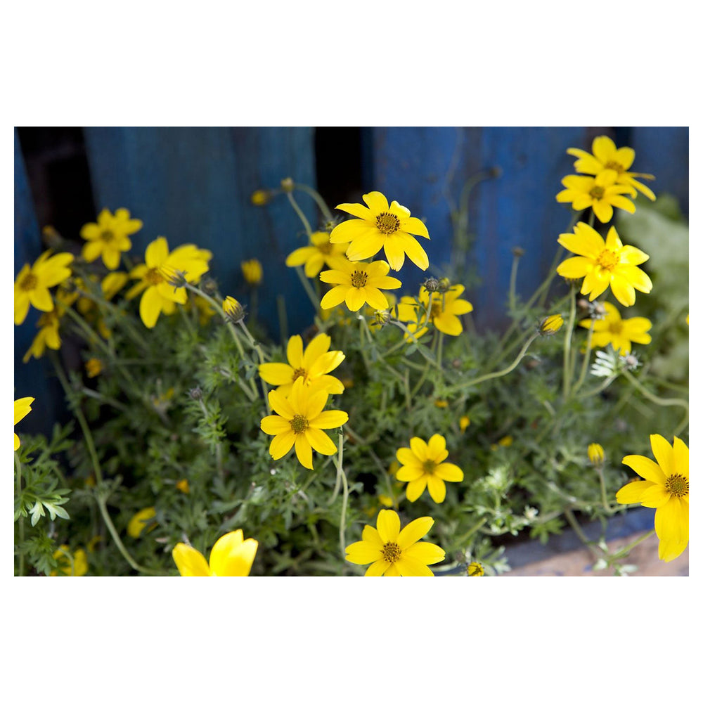 Heirloom Non-GMO Bidens Ferulifolia Flower Seeds for Planting – Bright Pollinator-Friendly Garden Blooms | Neera Seeds product photo [neera-v4-f75ca0cdc927b5dfb98f]