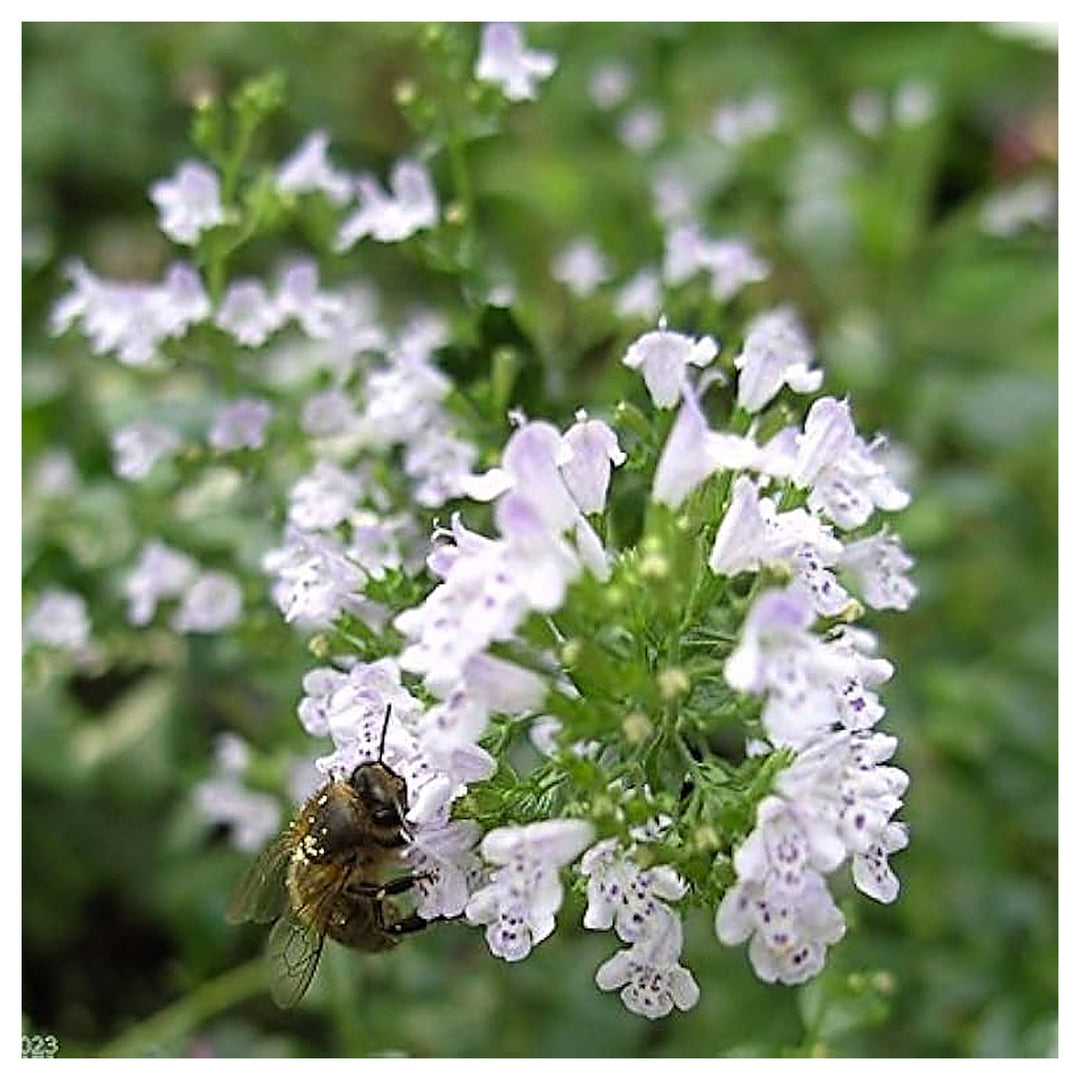 Calamintha Flower Seeds – Heirloom, Non-GMO, Fragrant Pollinator-Friendly Blooms for Garden Planting | Neera Seeds product photo [neera-v4-f767b029fff27525daf9]