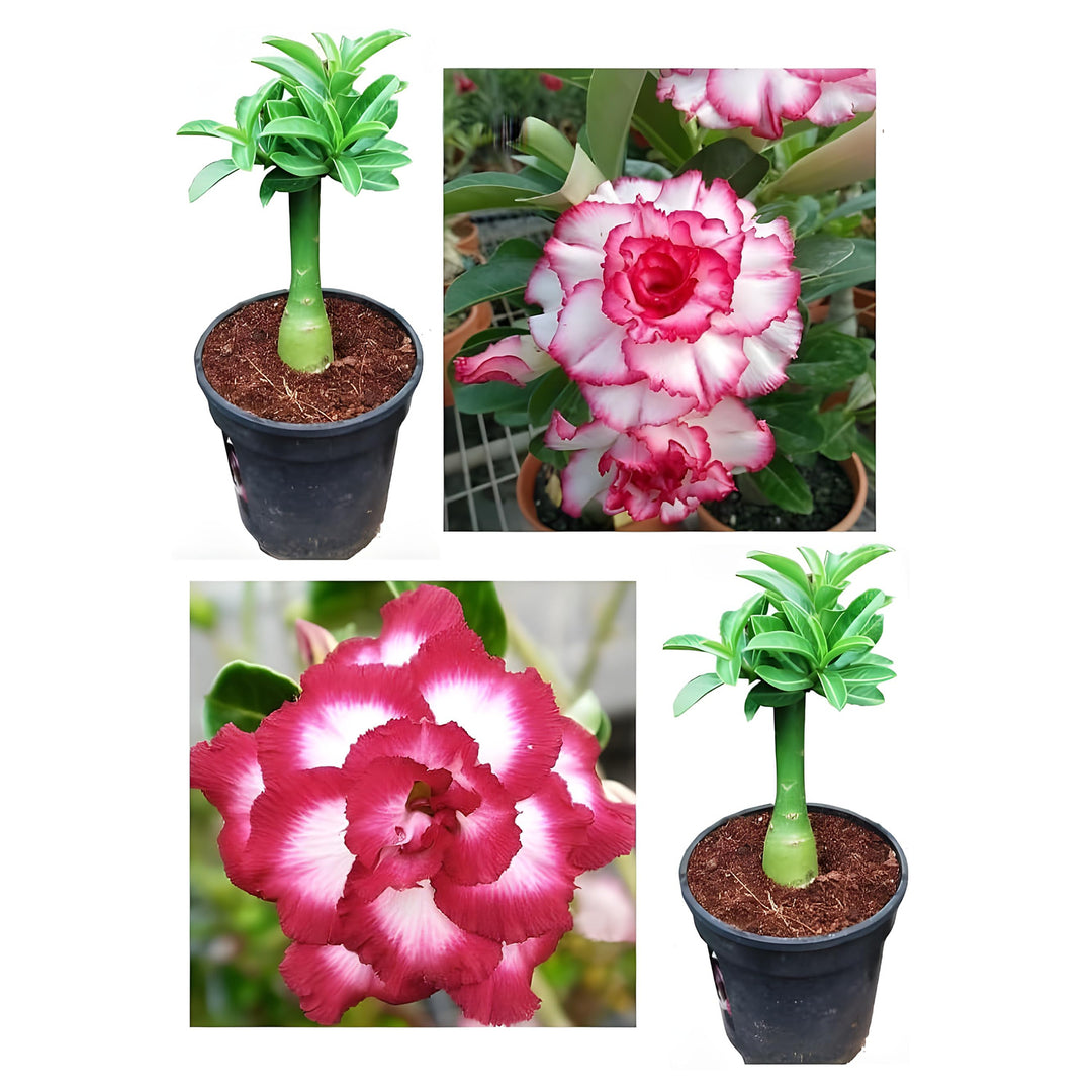 Feng Wu Double Adenium Desert Rose Flower Seeds Home Garden Planting, Exotic Organic Blooming | Neera Seeds product photo [neera-v4-f771d69f8e7848f72747]