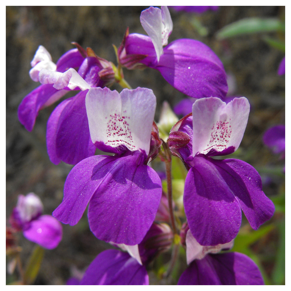 Heirloom Non-GMO Purple Heterophylla Flower Seeds for Garden Planting – Vibrant Wildflower Blooms | Neera Seeds product photo [neera-v4-f77c77e4e1fc7da17440]