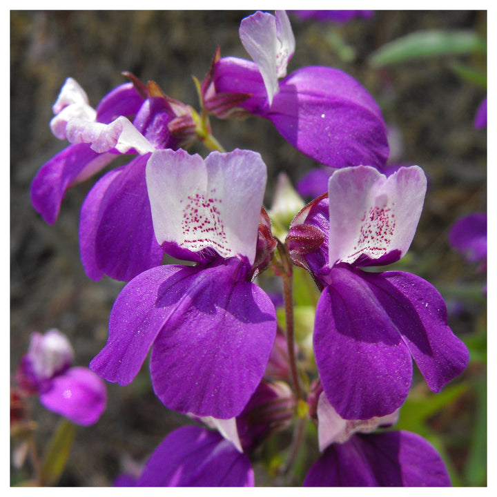Heirloom Non-GMO Purple Heterophylla Flower Seeds for Garden Planting – Vibrant Wildflower Blooms | Neera Seeds product photo [neera-v4-f77c77e4e1fc7da17440]