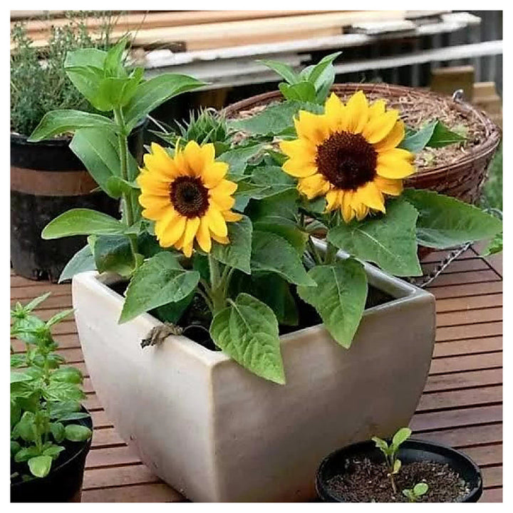 Fresh Yellow Mini Sunflower Seeds – Heirloom, Non-GMO, High Germination Organic Garden Seeds for Planting | Neera Seeds product photo [neera-v4-f782d1e1fcbe9db7b0d2]