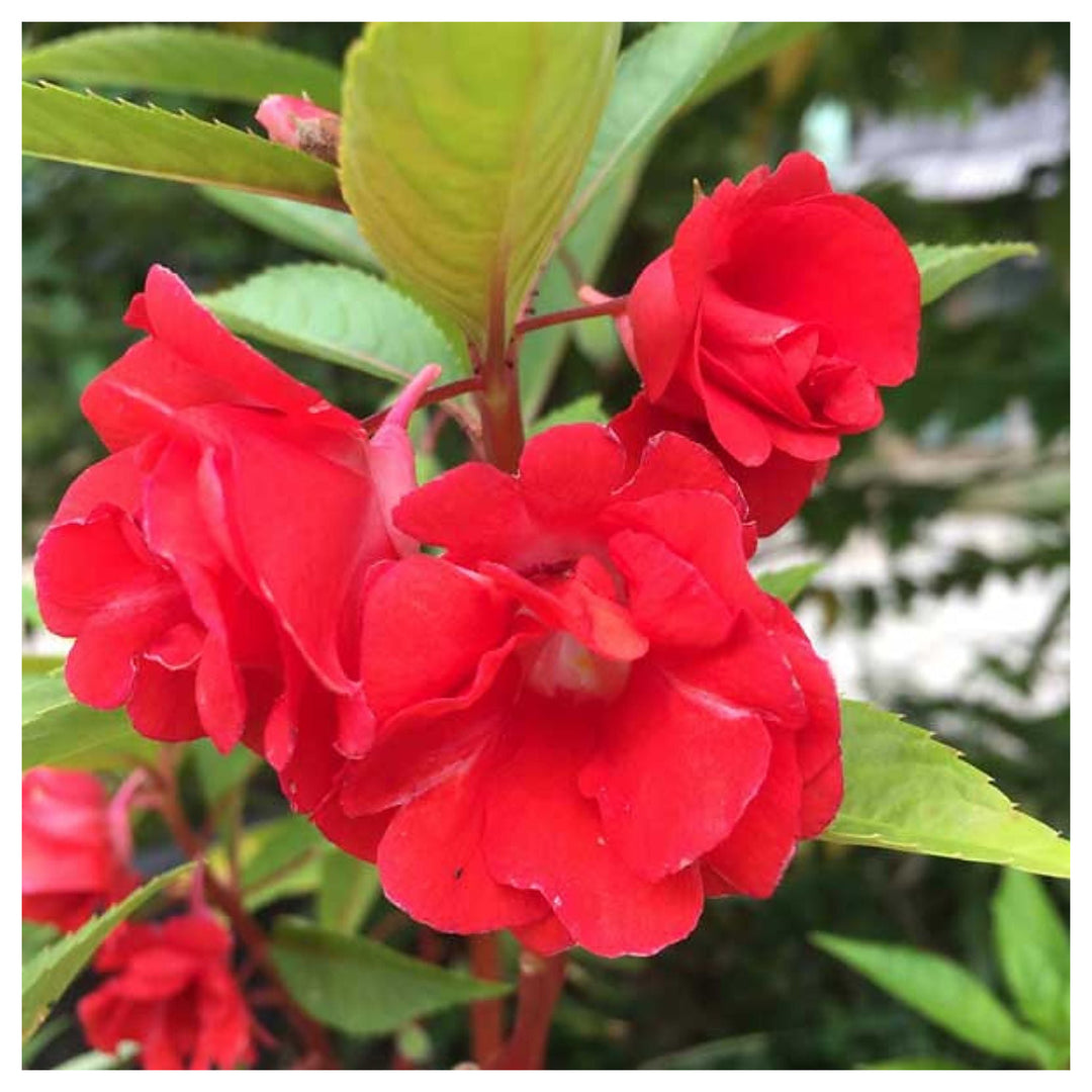 Balsam Planting Flower Planting Impatiens Balsamina Garden Patio Container Heirloom Non Gmo | Neera Seeds product photo [neera-v4-f78e96f177f7f1ee973e]