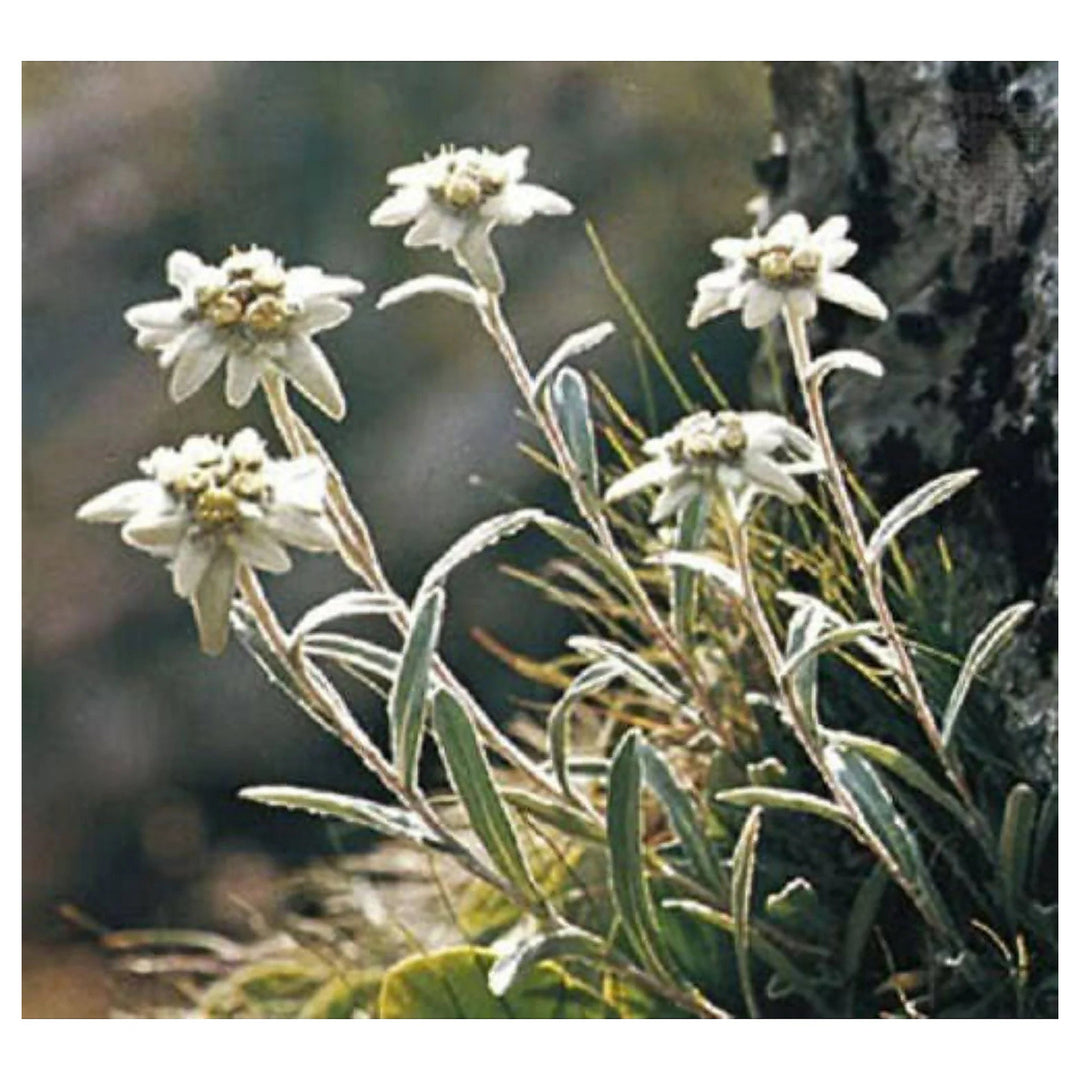 Heirloom Non-GMO White Leontopodium Flower Seeds for Planting – Alpine Blooms for Rock and Container Gardens | Neera Seeds product photo [neera-v4-f7b570992ddea54bb793]