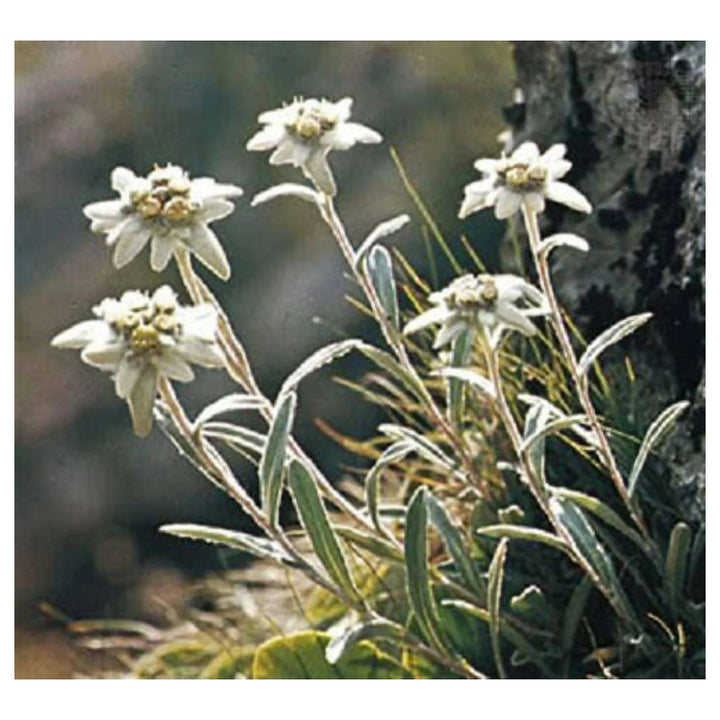 Heirloom Non-GMO White Leontopodium Flower Seeds for Planting – Alpine Blooms for Rock and Container Gardens | Neera Seeds product photo [neera-v4-f7b570992ddea54bb793]