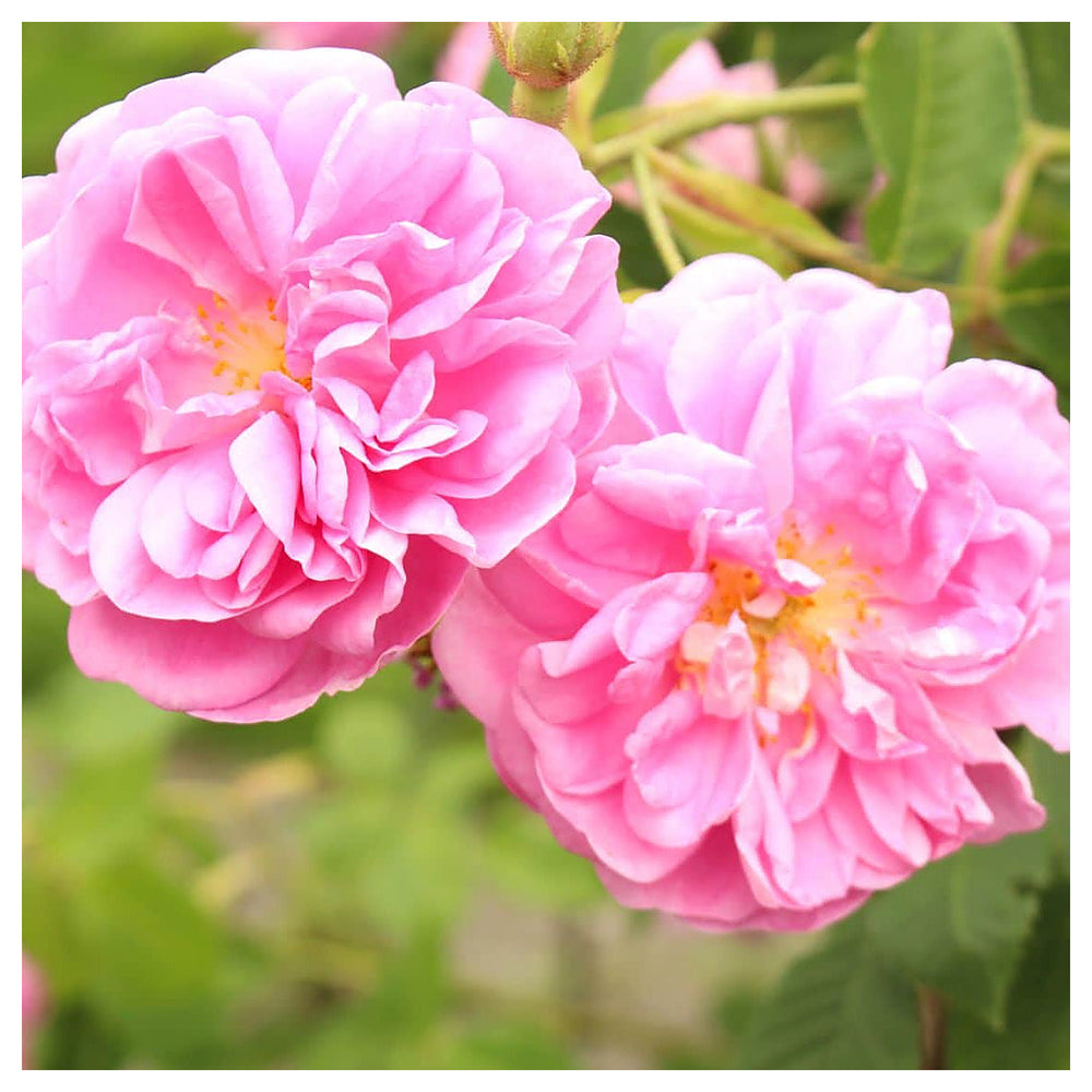 Rosa Damascena Seeds for Planting – Organic, Heirloom, Non-GMO Aromatic Flower Seeds | Neera Seeds product photo [neera-v4-f7b89ee9d8883d603cbb]