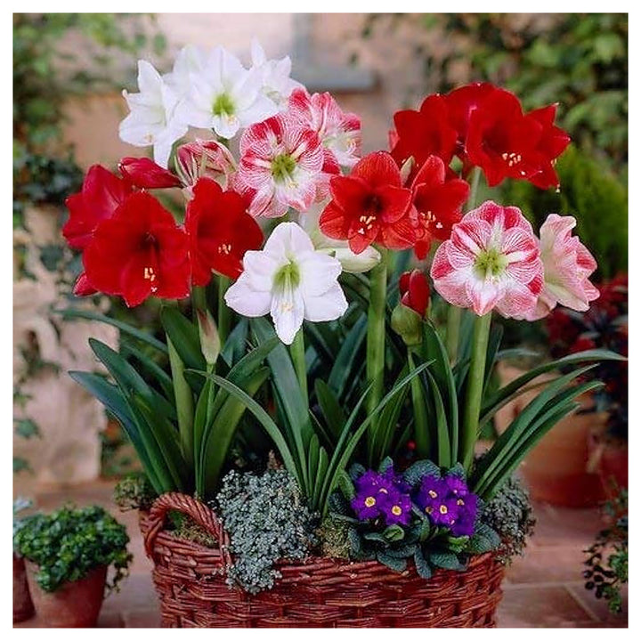 Mixed Amaryllis flower seeds – heirloom, non-GMO exotic flower seeds for planting | Neera Seeds product photo [neera-v4-f7bebe5c4c4979561085]