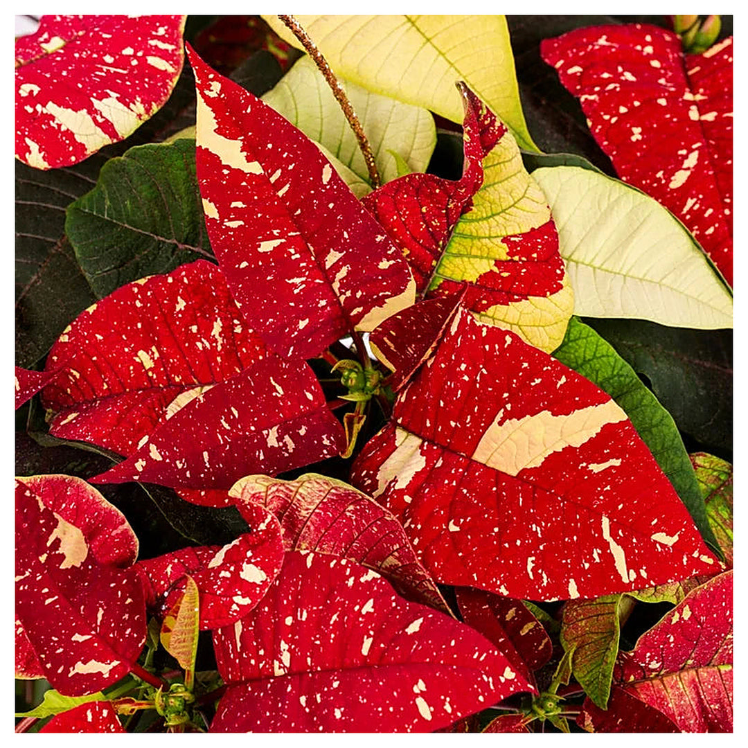Red White Poinsettia Flower Seeds – Heirloom Non-GMO Seeds for Planting | Festive Organic Garden Seeds | High Germi | Neera Seeds product photo [neera-v4-f7d0ec277fe8bb6620d6]