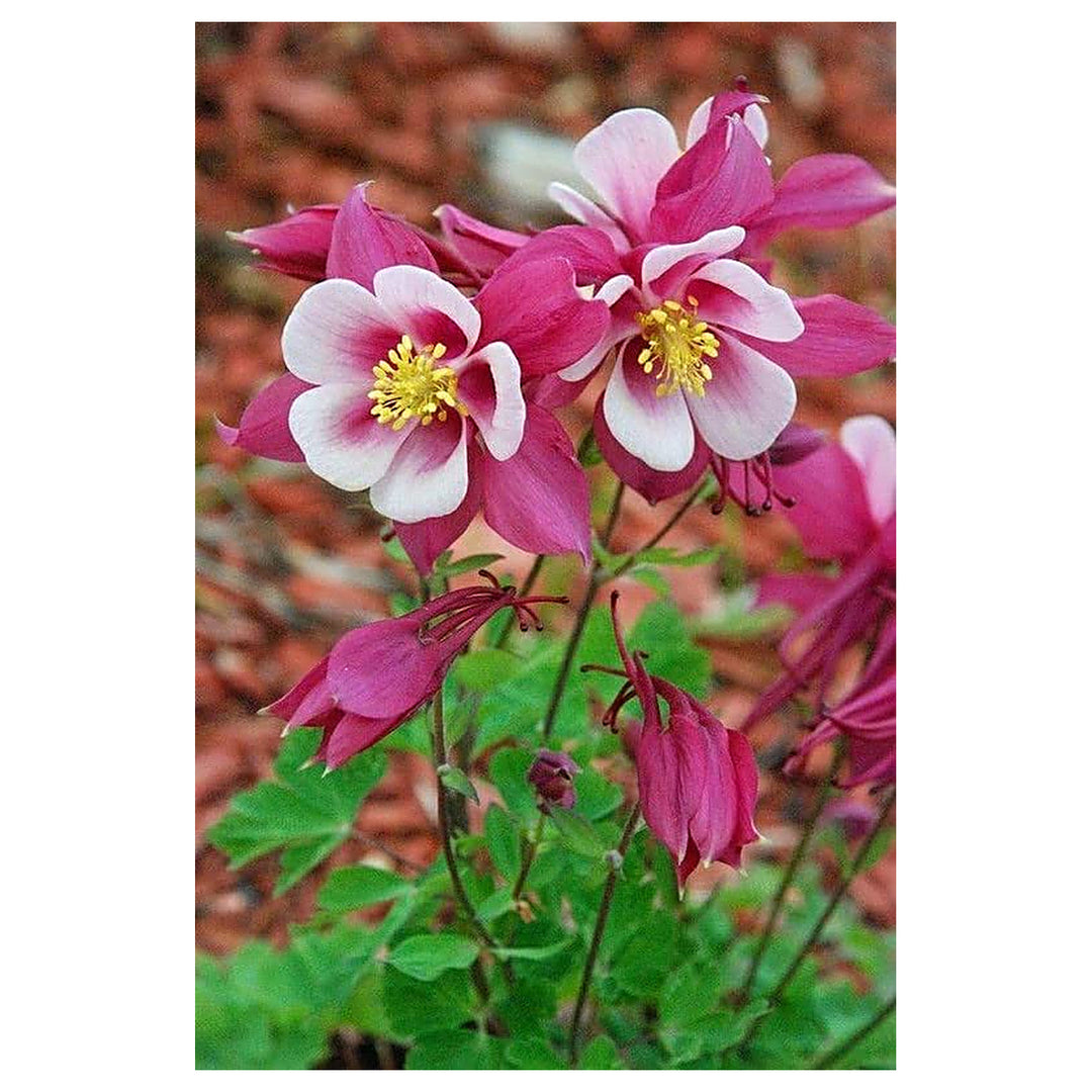 Columbine Aquilegia Vulgaris Flower For Planting Delicate Blooms For Cottage Gardens Pollinator | Neera Seeds product photo [neera-v4-f7d9fbb4f72fd471151b]
