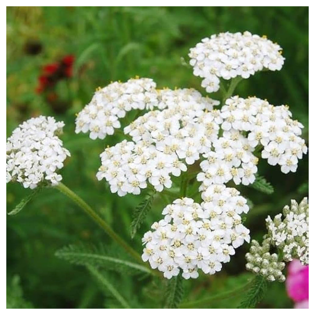 Heirloom White Yarrow Flower Seeds for Planting, Non-GMO | Neera Seeds product photo [neera-v4-f7e48fa09c6af4eaaa8d]