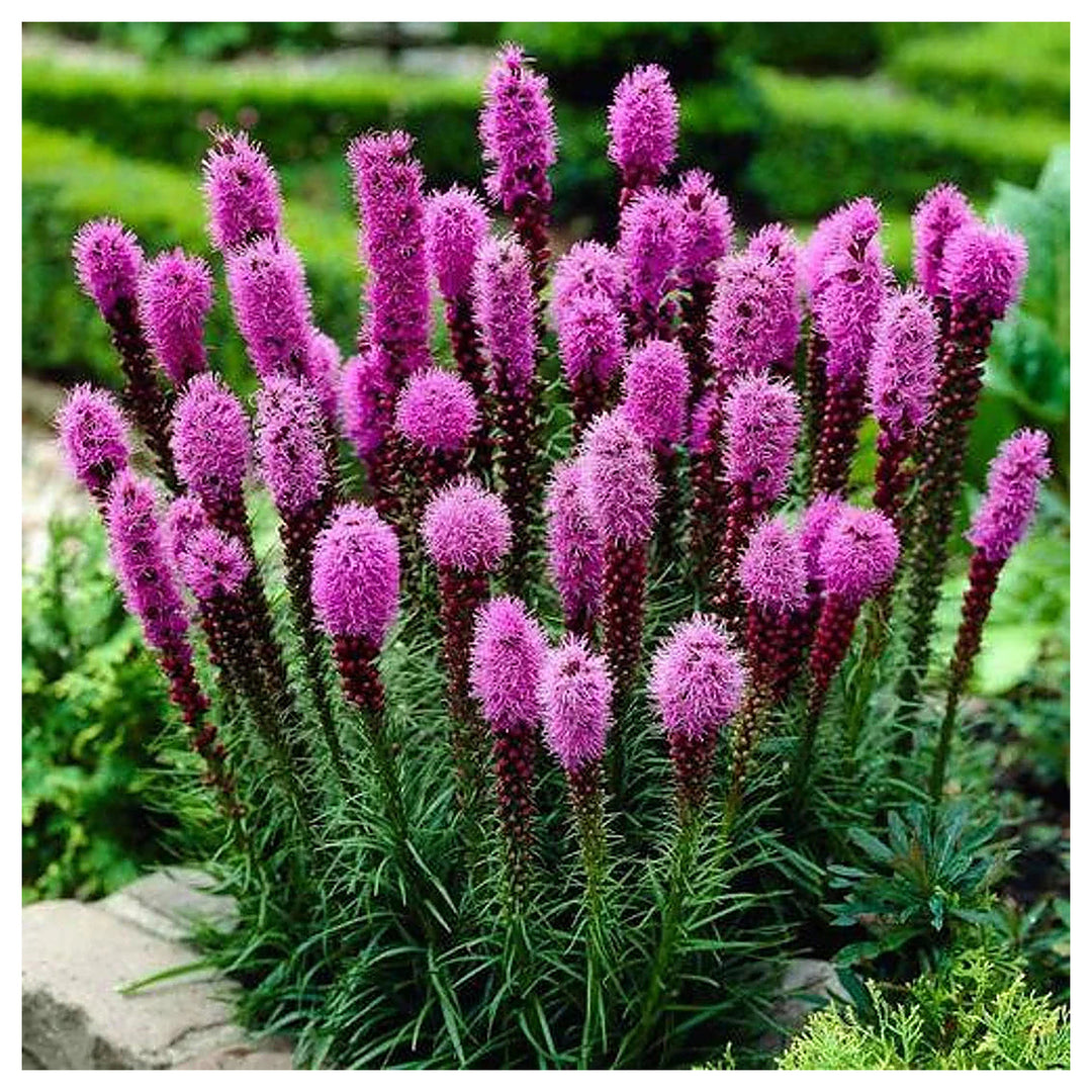 Heirloom Non-GMO Prairie Blazing Star Flower Seeds for Planting – Pollinator-Friendly Blooms | High Germination | Neera Seeds product photo [neera-v4-f7f2a04fcbed5f9f12e7]