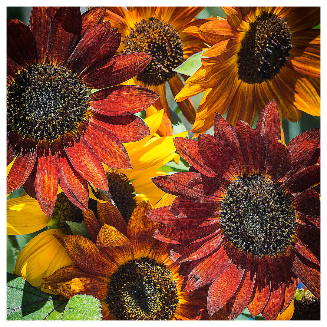 Heirloom Mixed Sunflower Seeds for Planting | Non-GMO High Germination Organic Garden Seeds | Neera Seeds product photo [neera-v4-f7f2ff2885cedad97309]