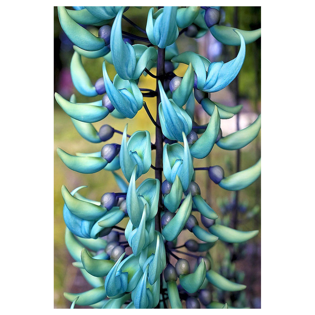 Heirloom Non-GMO Sky Blue Strongylodon Macrobotrys Flower Seeds for Planting – Exotic Organic Garden Seeds, High Ge | Neera Seeds product photo [neera-v4-f80099e6a8833fd8edf7]