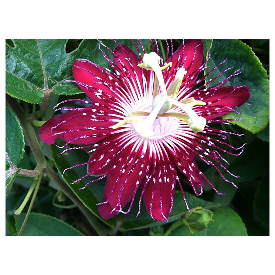 Heirloom Passion Flower Seeds, Non-GMO Exotic Vining Blooms for Tropical Garden Planting | Neera Seeds product photo [neera-v4-f8144b0eb560ef607ef5]
