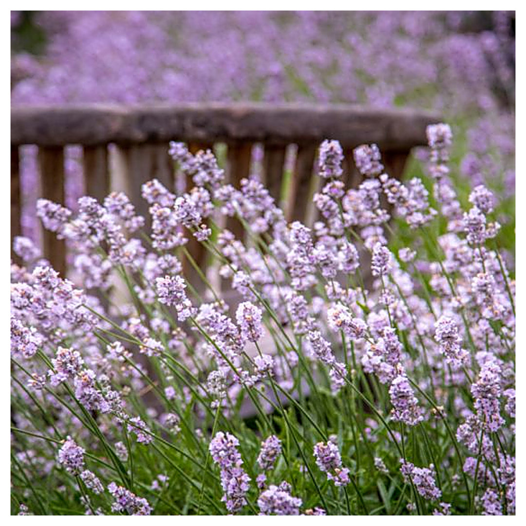 Pink Lavender Marjoram herb seeds – heirloom, non-GMO seeds for planting | Neera Seeds product photo [neera-v4-f81f4385b1b25d542d00]