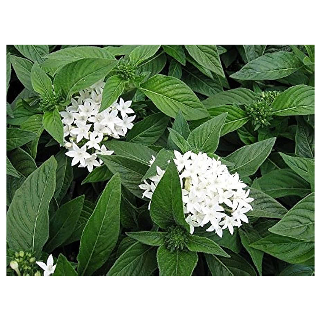 White Pentas Starla Flower Seeds for Planting - Heirloom Non-GMO High Germination Organic Garden Seeds | Neera Seeds product photo [neera-v4-f8392f007b9291f1f3af]