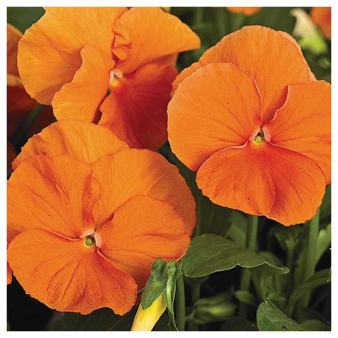 Heirloom Non-GMO Wittrockiana Flower Seeds for Colorful Garden Beds and Seasonal Planting | Neera Seeds product photo [neera-v4-f83b6c37ff226a7031b8]