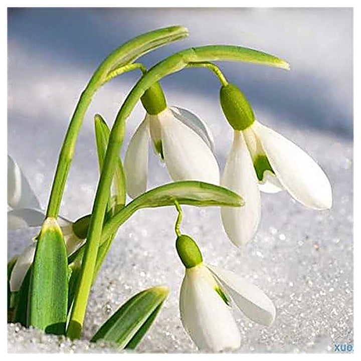 White Galanthus Nivalis Flower Seeds for Planting - Heirloom Non-GMO High Germination Organic Garden Seeds | Neera Seeds product photo [neera-v4-f842139682f9f9cb9913]
