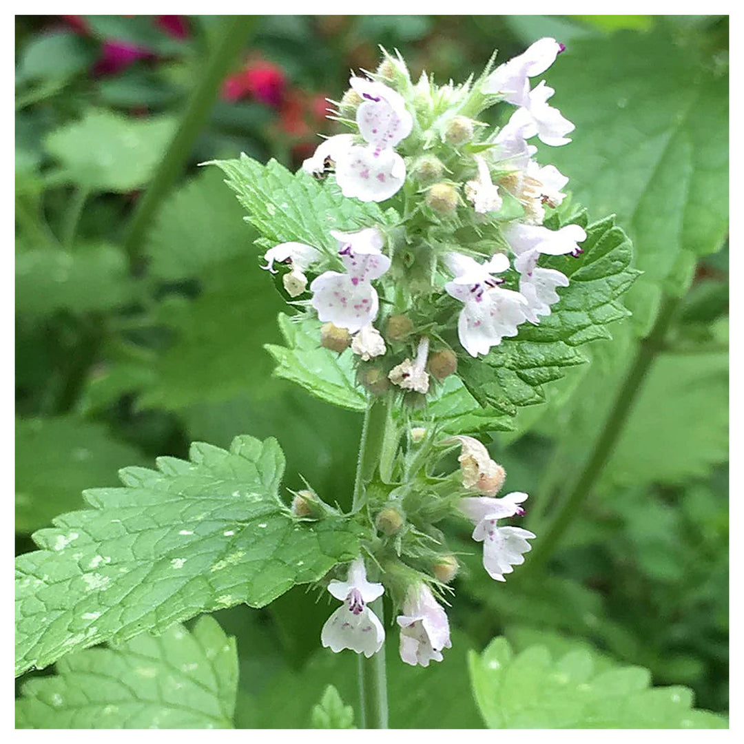 Heirloom Non-GMO Catnip Nepeta Flower Seeds for Garden Planting – Aromatic Herb for Pollinators | Neera Seeds product photo [neera-v4-f8513f3ce8cd661b6067]