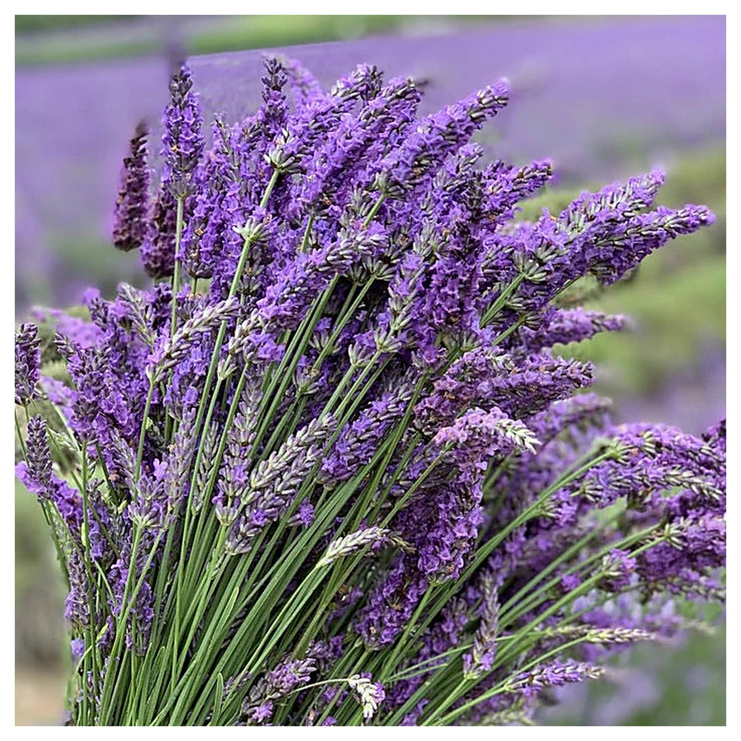 English Lavender Seeds for Planting – Heirloom Non-GMO Organic Garden Seeds with High Germination | Neera Seeds product photo [neera-v4-f85fc93bb1245c63c438]