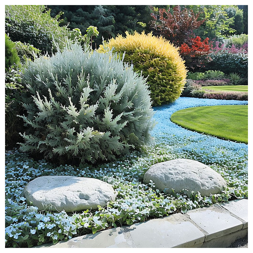 Sky Blue Rock Cress Flower Seeds for Planting – Heirloom Non-GMO High Germination Organic Garden Seeds | Neera Seeds product photo [neera-v4-f865712cf75b205cfe75]