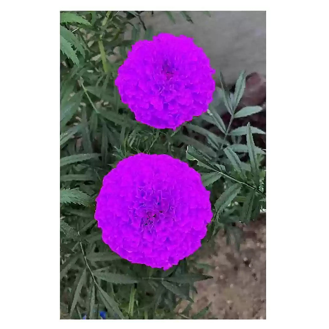Purple Marigold Flower Seeds – Heirloom Non-GMO High Germination Organic Garden Seeds for Planting | Neera Seeds product photo [neera-v4-f875e516fec621642af6]