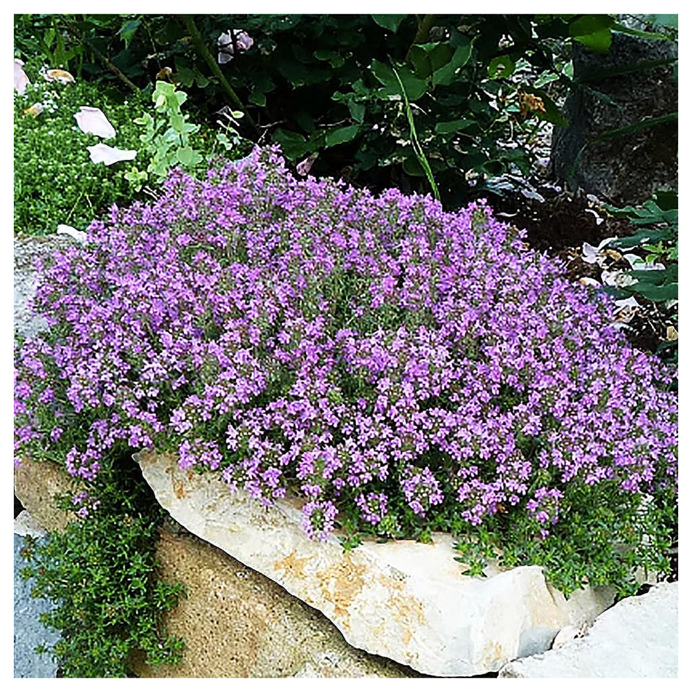 Heirloom Non-GMO Thymus Serpyllum Flower Seeds for Planting – Creeping Thyme Ground Cover | Neera Seeds product photo [neera-v4-f87f148618d032d62ec0]