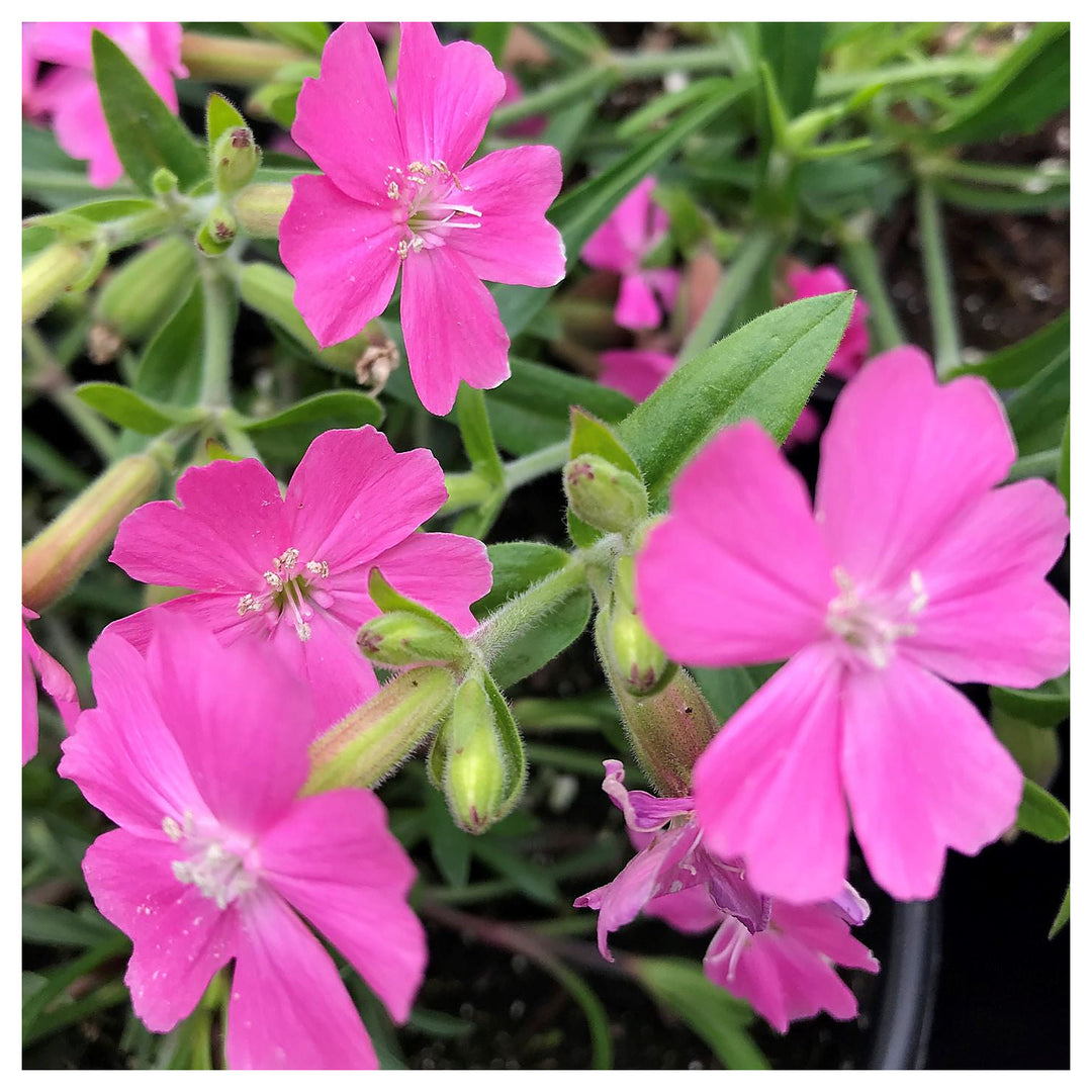 Silene Caroliniana Seeds – Sticky Catchfly / Wild Pink, Hardy Perennial Flower Seeds for Garden &amp; Wildflower Mix | Neera Seeds product photo [neera-v4-f8846ac983f8ba20fe8c]