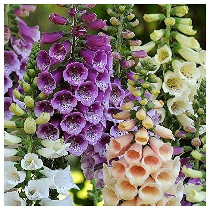 Digitalis Oscura Dark Foxglove Flower Seeds Home Garden Planting, Fragrant Organic Blooming | Neera Seeds product photo [neera-v4-f8913c163522a760d1ce]