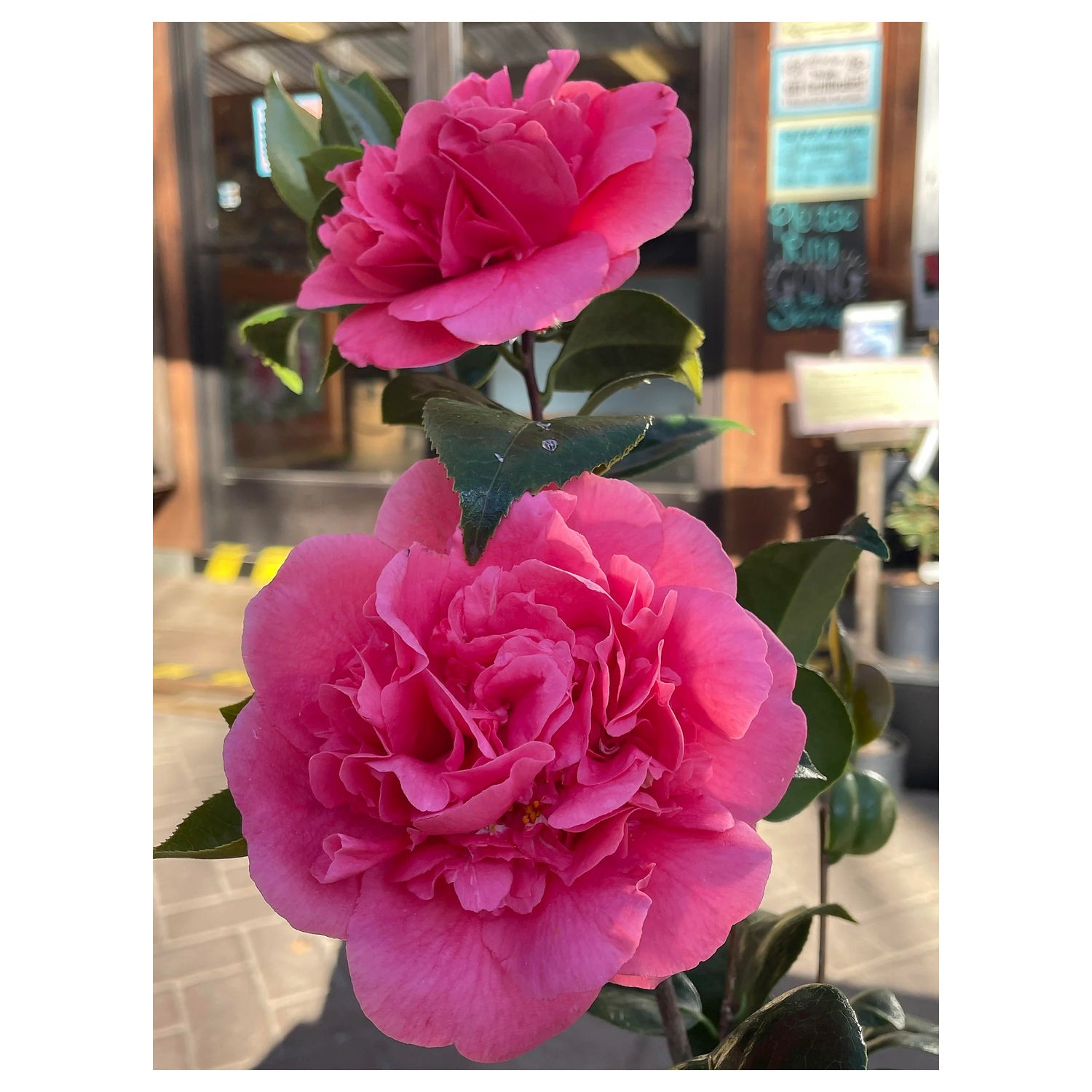 Camellia Japonica Heirloom Non-GMO Landscaping Seeds – Neeraseeds