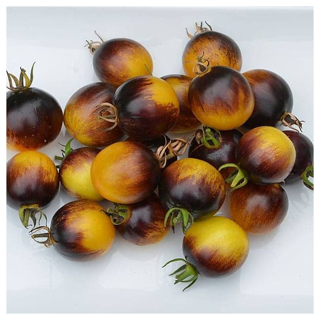 Brown Yellow Tomato Seeds for Planting – Heirloom, Non-GMO, High Germination Organic Garden Seeds | Neera Seeds product photo [neera-v4-f8bb0f13b5a78af23cd7]