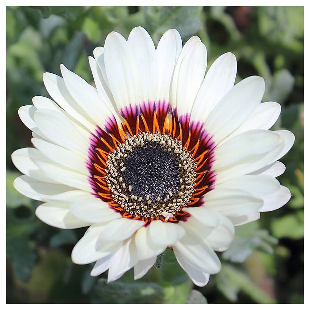 White Sunflower Flower Seeds for Planting – Rare Blooming Variety for Garden Charm, Heirloom Non-GMO | Neera Seeds product photo [neera-v4-f8c2c8230020f54e405b]