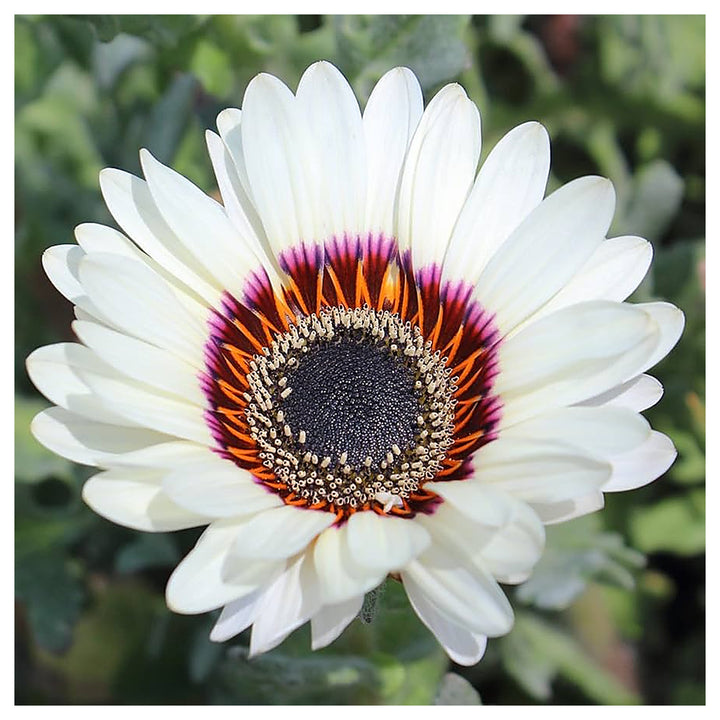 White Sunflower Flower Seeds for Planting – Rare Blooming Variety for Garden Charm, Heirloom Non-GMO | Neera Seeds product photo [neera-v4-f8c2c8230020f54e405b]