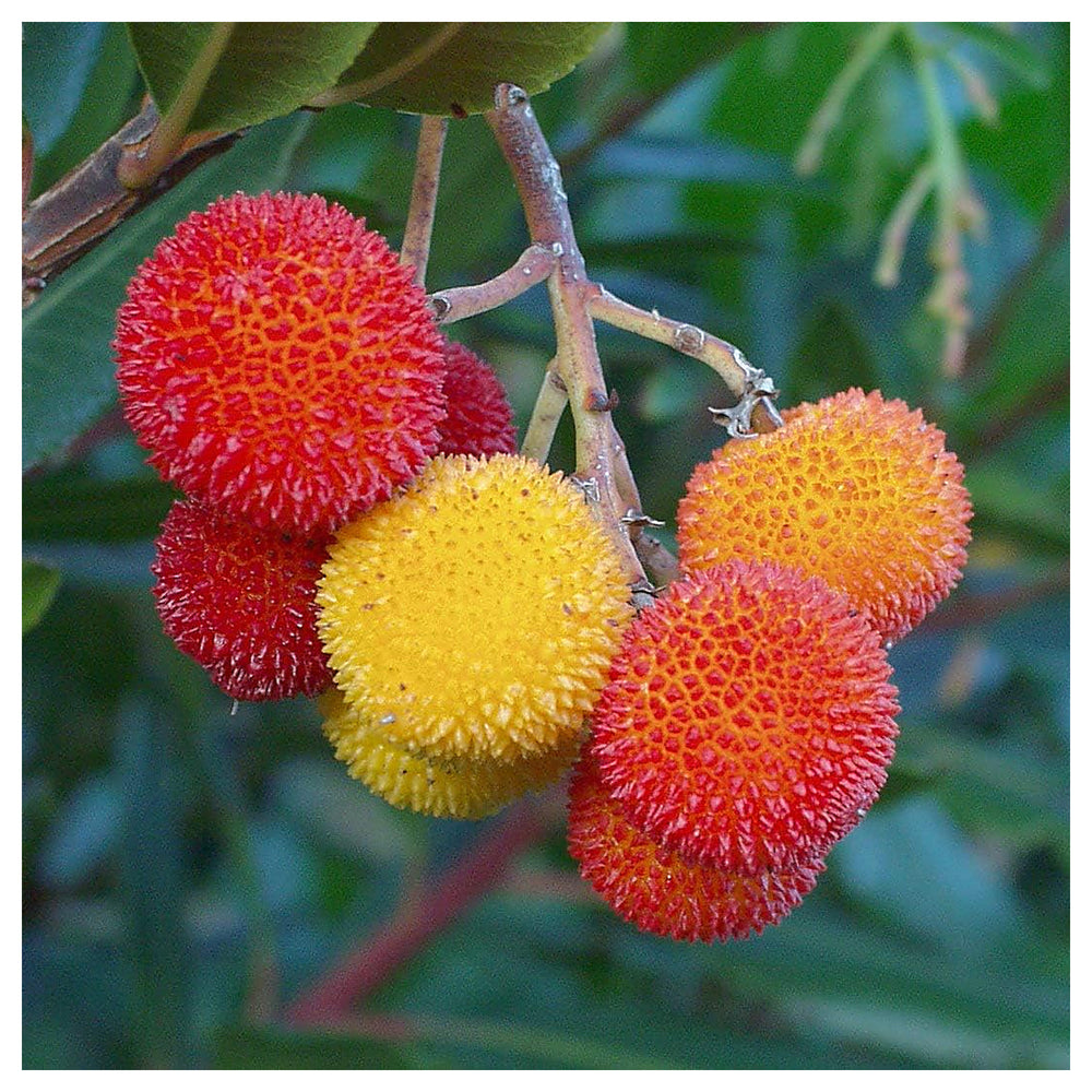 Mixed Bayberry Fruit Seeds for Planting – Rare, Aromatic Fruits, Heirloom & Non-GMO Seeds for Home Garden | Neera Seeds product photo [neera-v4-f8c9af5c634214eba3ac]
